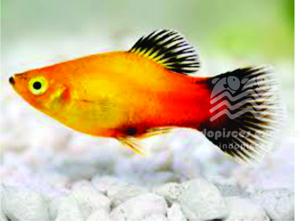 Xiphophorus Maculatus Wagtail